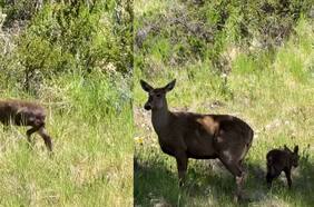 El asombroso registro de un huemul y su cría