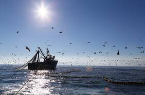 Fraccionamiento en la hora final: Estudian reabrir discusión por cuota de la merluza con implementación gradual y medidas de conservación