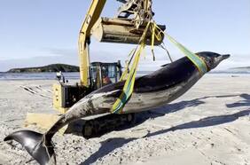 Hallan en Nueva Zelanda una extraña especie de ballena que podría ser la más desconocida del mundo