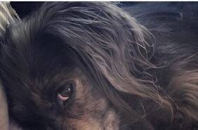 La metáfora de Ginger