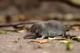 ¿Qué es este nuevo virus Langya? ¿Tenemos que estar preocupados?