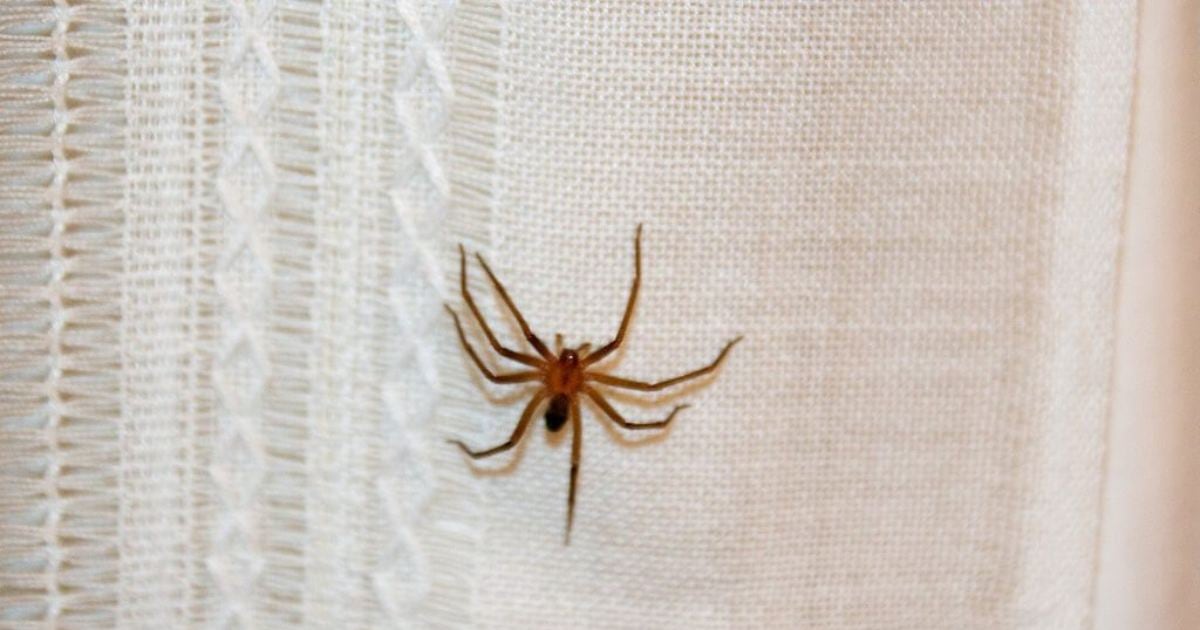 Temporada de araña de rincón: cómo reconocerla, síntomas y cómo actuar ...