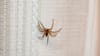 Temporada de araña de rincón: cómo reconocerla, síntomas y cómo actuar ante una mordedura