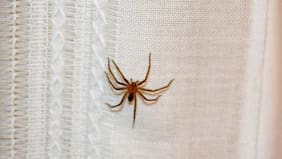 Temporada de araña de rincón: cómo reconocerla, síntomas y cómo actuar ante una mordedura