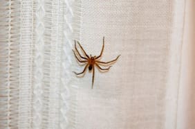 Temporada de araña de rincón: cómo reconocerla, síntomas y cómo actuar ante una mordedura