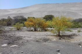 Por primera vez secuencian ADN de un árbol del desierto de Atacama: este es su secreto para sobrevivir en el lugar más seco del mundo