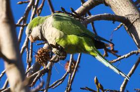 Estudio devela factores que inciden en el éxito de las aves no nativas en la ciudad