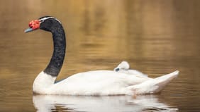 Avistamiento de aves, cisnes de cuello negro y más: la biodiversidad que ofrece Parque Tricao