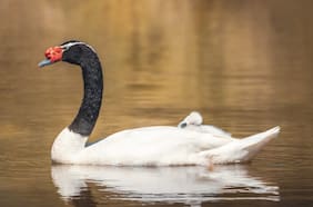 Avistamiento de aves, cisnes de cuello negro y más: la biodiversidad que ofrece Parque Tricao