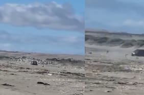 Denuncian vulneración de área protegida tras ingreso de vehículo a Humedal de Mantagua