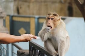 Cómo los animales salvajes se están adaptando a la vida urbana, según la ciencia