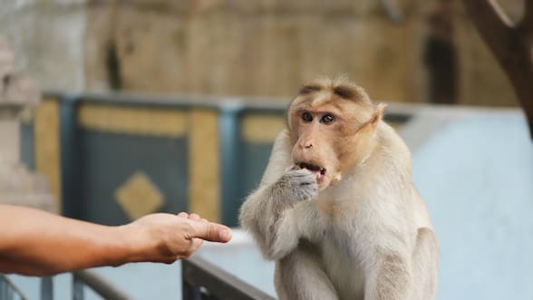 Cómo los animales salvajes se están adaptando a la vida urbana, según la ciencia