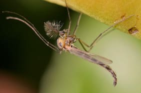 Insectos centinelas: los bioespías que revelan la salud de humedales y ríos chilenos