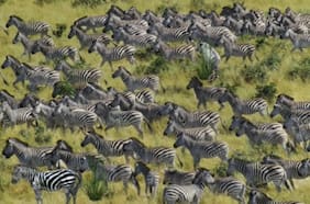 ¿Tienes vista de cazador? Compruébalo si encuentras a este tigre en menos de diez segundos