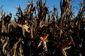 El maíz alcanza máximo de ocho años por sequía en Brasil