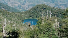 Alerta roja por incendio forestal en Collipulli: rayo cayó al interior de la Reserva Natural Malleco