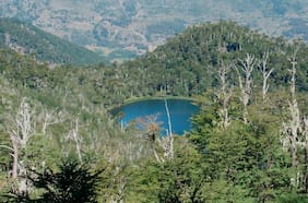 Alerta roja por incendio forestal en Collipulli: rayo cayó al interior de la Reserva Natural Malleco
