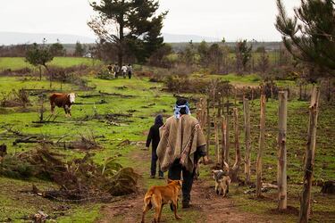 mapuches, araucanía