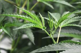 Los mitos detrás de la regulación del mercado de marihuana: ¿Aumenta el consumo? ¿Disminuye el narcotráfico?