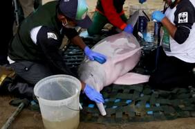 La lucha por preservar a los delfines de agua dulce en la Amazonía boliviana