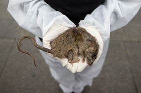 Científicos descubren el primer henipavirus en América, aumentando los temores de una nueva pandemia