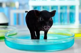 Logran “resucitar” los órganos de varios cerdos que llevaban una hora muertos