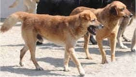 Adulta mayor muere tras ataque de tres perros al interior de vivienda en la Región de Ñuble