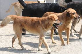 Perros callejeros salvan a turista japonés de brutal asalto en Valparaíso