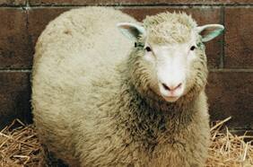 El caso de Dolly, la oveja más famosa de la historia que nació a partir de una clonación