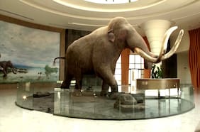 Museo en México prepara inédita exhibición de mamuts