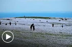 Captan a turistas pisando flores para tomarse fotos en medio del Desierto Florido
