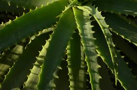 Esta es la planta medicinal que utilizaban los egipcios para la “inmortalidad”