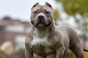 Cómo son los perros American Bully XL y por qué quieren prohibirlos en Reino Unido