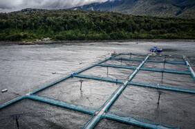 Camanchaca reanuda sus actividades tras desbloqueo de rutas y CMPC ha ido retomando sus operaciones