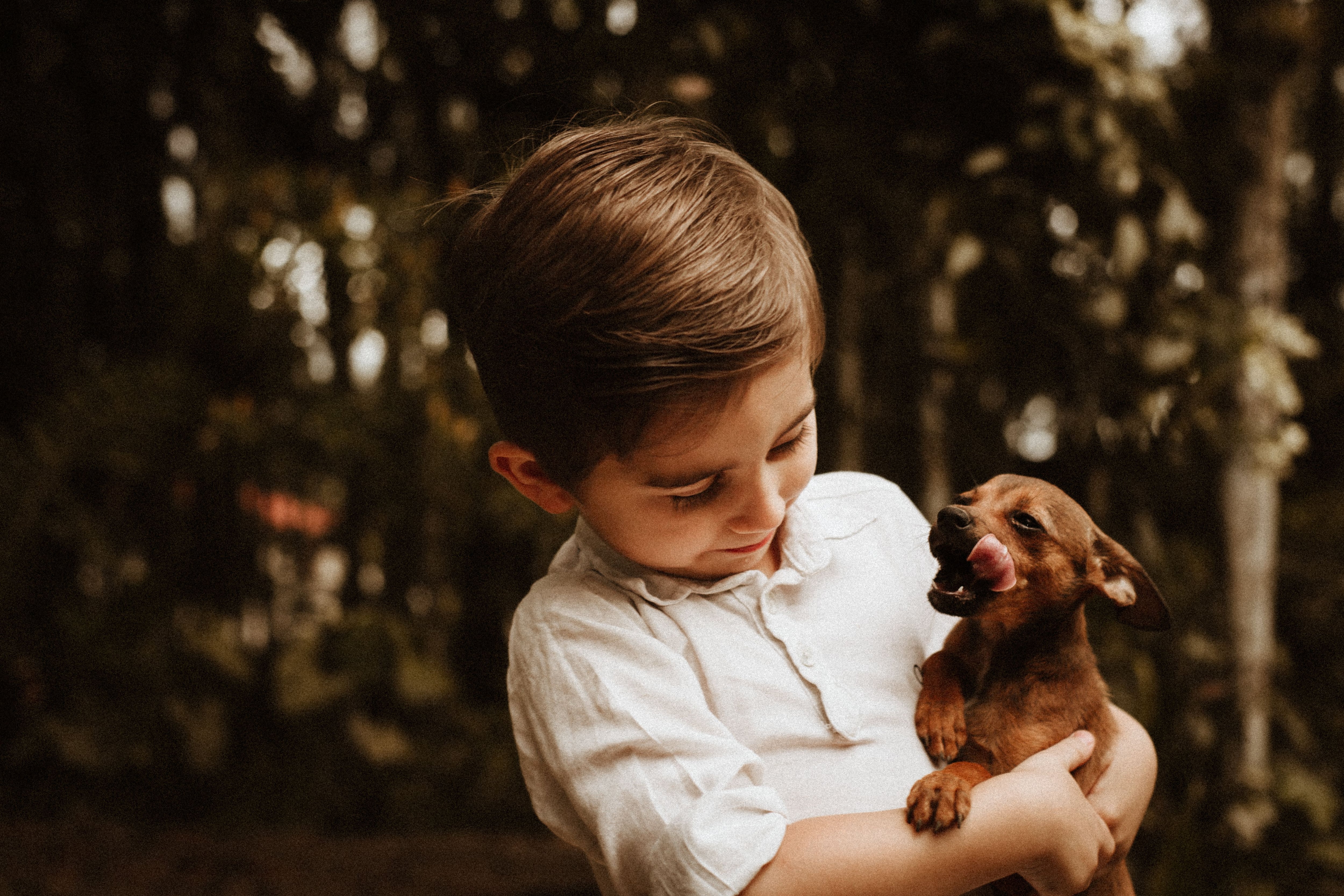 Los perros aprenden palabras de la misma forma que los bebés humanos, según un estudio