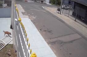 El hilarante escape de estos dos perros se hizo viral en la red