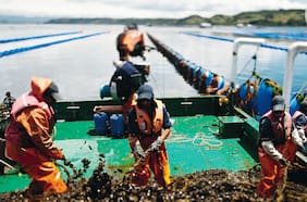 Gremio anticipa una caída de 10% en la producción de choritos para el 2025
