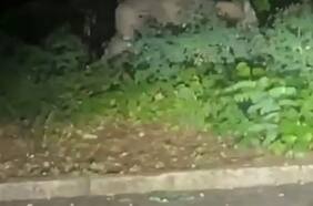 Policía busca a una leona suelta en los suburbios de Berlín