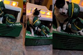Con su propia patrulla y uniformes: Gatitos se visten de Carabineros y la rompen en redes