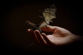 “House of the Dragon”: ¿Por qué nos fascinan tanto los aterradores dragones?