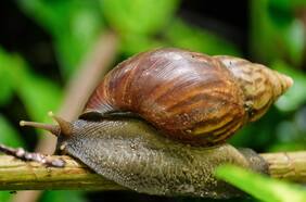 SAG emite alerta fitosanitaria por presencia de caracol gigante africano en dos regiones del norte
