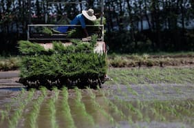 Cuáles son los 5 cultivos que requieren más agua para su producción y cuál es su impacto en el medioambiente