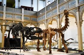 Gratis y por todo un año: inauguran gran exposición de dinosaurios en el Museo de Historia Natural