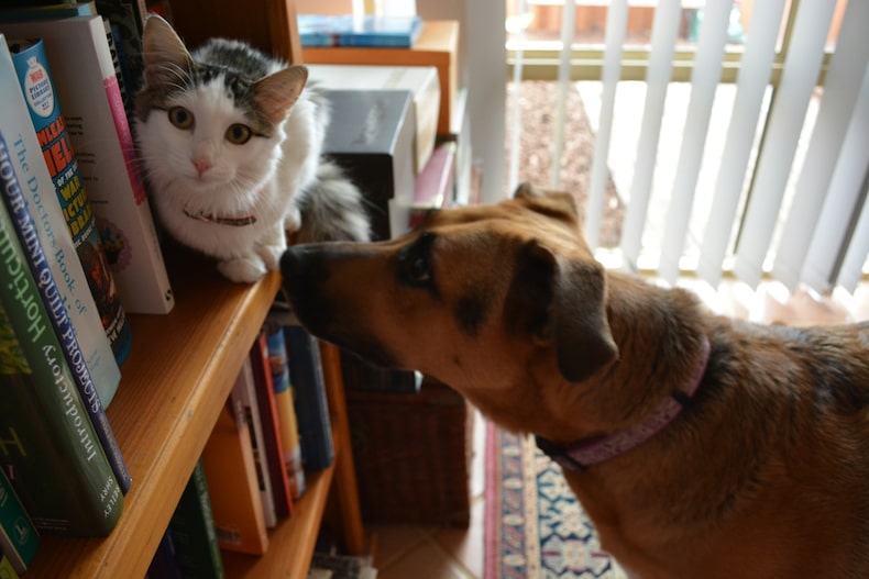 Pets