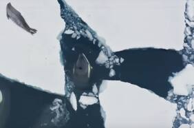 Esa foca no tiene oportunidad: registran sofisticada técnica de caza de las orcas