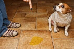 En la alfombra no: cómo enseñarle a tu perro a hacer pipí afuera (y qué productos realmente funcionan)