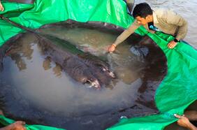 Capturan al pez de agua dulce más grande del mundo: ¡300 kilos!