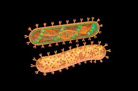 Virus de Marburgo: qué es y cuáles son los síntomas de la enfermedad mortal