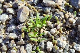 No ocurría hace una década: el inusual fenómeno que provocaron las lluvias en el desierto de Atacama