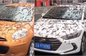 Las llamativas imágenes de una “lluvia de gusanos” en China